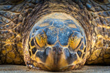 Aloha from Hawai'i: Honu